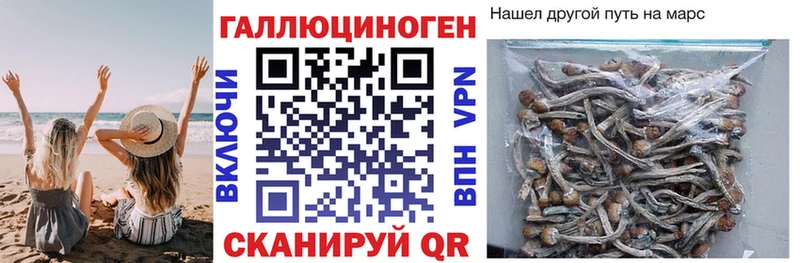 купить наркотики цена  Билибино  Псилоцибиновые грибы Cubensis 